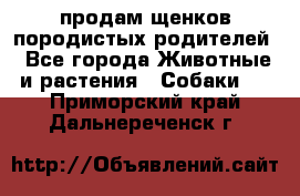 продам щенков породистых родителей - Все города Животные и растения » Собаки   . Приморский край,Дальнереченск г.